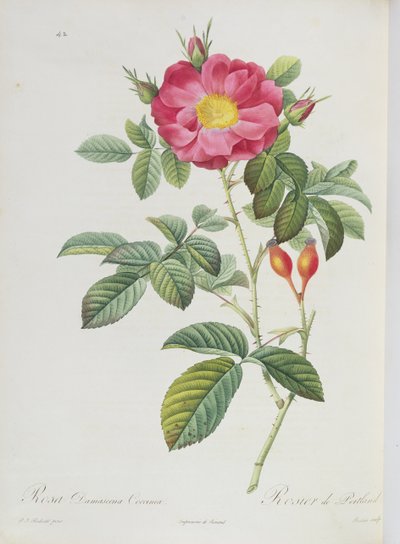 Rosa Damascena, aus 